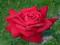 RÓŻE - RÓŻA WIELKOKWIATOWA CZERWONA #SUPER CENA#