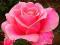 RÓŻE - RÓŻA WIELKOKWIATOWA RÓŻOWA #SUPER CENA#