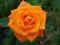 RÓŻE - RÓŻA WIELKOKWIATOWA POMARAŃCZOWA #OKAZJA#