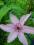 Powojnik (Clematis) 'Hagley Hybrid'