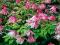 CLEMATIS MARKHAM'S PINK #SUPER CENA#