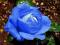 RÓŻE - RÓŻA WIELKOKWIATOWA NIEBIESKA #OKAZJA#