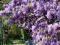 WISTERIA FIOLETOWA - GLICYNIA CHIŃSKA SADZONKI