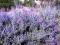 PROMOCJA_ _ROSYJSKA LAWENDA_PEROWSKIA_ _ _SADZONKA
