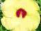 Hibiscus 'Old Yella' - HIBISKUS BYLINOWY ŻÓŁTY !!!