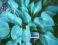 Hosta 'Pacific Blue Edger' - Funkia