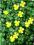 Pięciornik wiosenny Nana - żółty C0,5