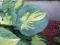 Hosta 'Dream Queen' - Funkia DWU BARWNA NOWOŚĆ !!!