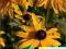 Rudbekia błyskotliwa Goldstrum - żółty C0,5
