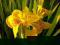 Iris pseudacorus 'Variegata' - ŻÓŁTY IRYS -PSTRY-