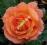 RÓŻA pomarańczowa LONDEK róże KRZEWY RÓŻ