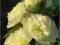 Malwa ogrodowa żółta C1