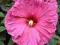Hibiscus 'Jazzberry Jam' - Hibiskus bylinowy RÓŻ
