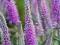 Veronica longifolia 'Candied Candle' - Przetacznik