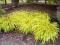 Hakenochloa smukła All Gold doniczka 9cm