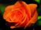 RÓŻA POMARAŃCZOWA NIEPOWTARZALNY UROK,OKAZJA!!!