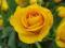 RÓŻA ŻÓŁTA NIEPOWTARZALNY UROK,OKAZJA!!!