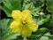 Pragnia syberyjska - żółty C0,5