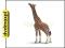 SCHLEICH SAMIEC ŻYRAFY, JEDZĄCY NEW 2009 14389 (ZA