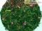 HERBATY HERBATA ZIELONA SENCHA CATUABA 50G !!!