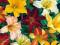 LILIOWIEC OGRODOWY - HEMEROCALLIS MIX 5 SZT.