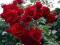 Rosa 'That's Jazz' - Róża PNĄCA CIEMNO CZERWONA