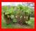===> GUNNERA MANICATA - 20 nasion <==