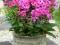 Phlox COSMOPOLITAN_floks_Kwitnie
