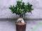 Ficus Microcarpa Ginseng Bonsai 50 cm HYDROPONIKA