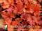 Heuchera 'Paprika' - POMARAŃCZOWA ŻURAWKA HiT !!!
