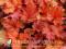 Heuchera 'Paprika' - POMARAŃCZOWA ŻURAWKA HiT !!!