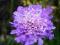 Scabiosa_Vivid Violet_Drakiew_skalniak_rabaty DUŻE