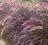 ROZPLENICA RUBRUM PENNISETUM 9 ROZPLENICA RUBRUM PENNISETUM 9