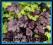 ŻURAWKA VELVET NIGHT purpurowe liście HEUCHERA