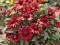 Gajlardia wielkokwiatowa Arizona Red Shades