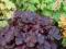 Heuchera 'Creole Nights' - Żurawka CIEMNA