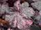 Heuchera 'Midnight Rose Select' - Żurawka UROCZA !