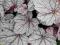 Heuchera 'Sugar Frosting' - Żurawka