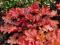 Heuchera 'Peach Flambe' - BRZOSKWINIOWE PŁOMIENIE
