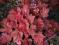 Żurawka Heuchera AUTUMN LEAVES sadz wys 10-15cm