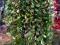 Wierzba Salix Integra Pendula 150cm /TWOJESADY