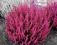 Wrzos pospolity APHRODITE AFRODYTA 10cm /TWOJESADY