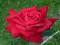 RÓŻE - RÓŻA WIELKOKWIATOWA CZERWONA #SUPER CENA#