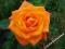 RÓŻE - RÓŻA WIELKOKWIATOWA POMARAŃCZOWA #OKAZJA#