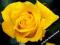 RÓŻE - RÓŻA WIELKOKWIATOWA ŻÓŁTA #OKAZJA#