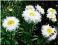Złocień wielki Crazy Daisy - biały C0,5
