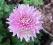 CHRYZANTEMA KRZACZASTA KOLOR: RÓŻOWY