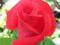 Róża czerwona Komet wielkokwiatowa