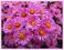 Aster nowobelgijski