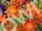 Kuklik Geum coccineum Queen of orange